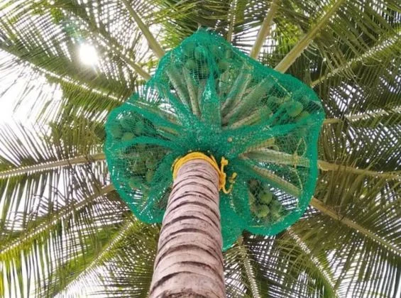 Coconut Tree Safety Nets — Catch falling coconuts before they reach the path, car park or play area below.